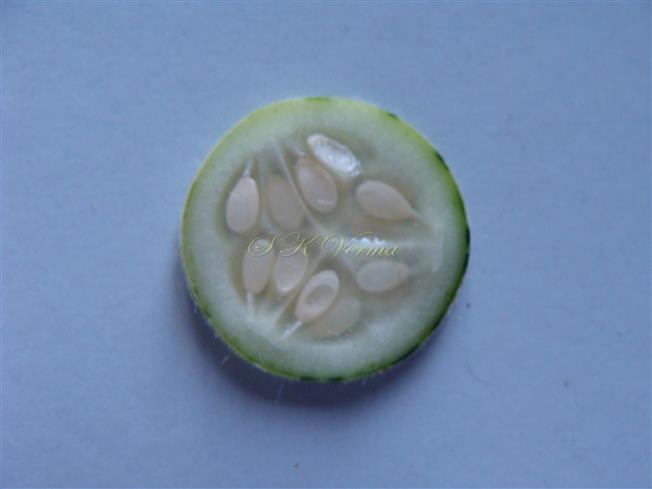 Fruit T.S.